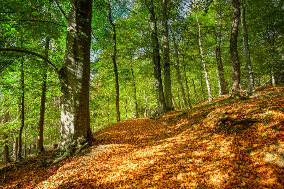 Trees trail landscape