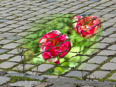 Garden summer background photo