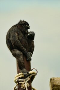 Chimpanzee thoughtful sitting photo