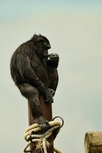 Chimpanzee thoughtful sitting