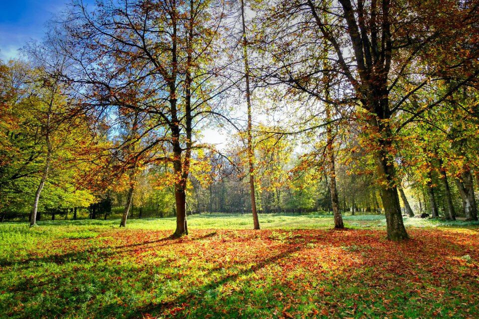 Trees trail landscape