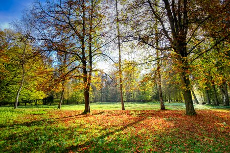 Trees trail landscape photo