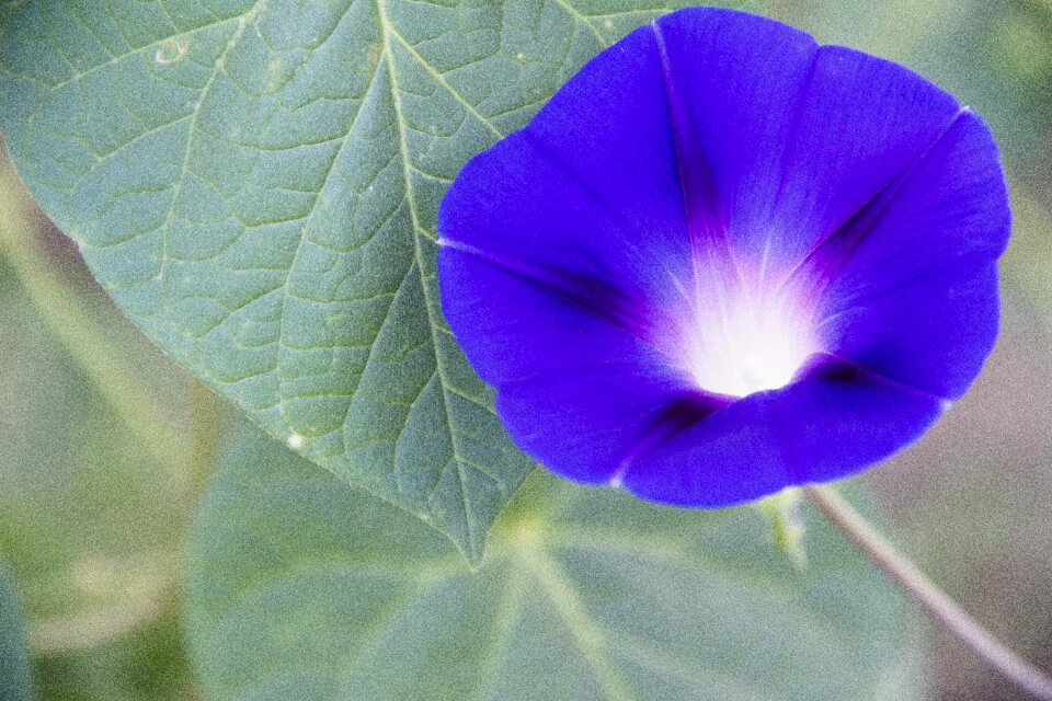 Bloom nature blue