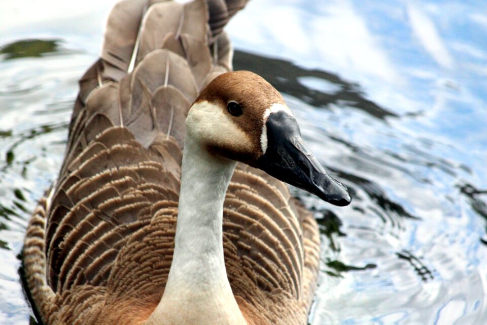 Anser cygnoides animals feathered race