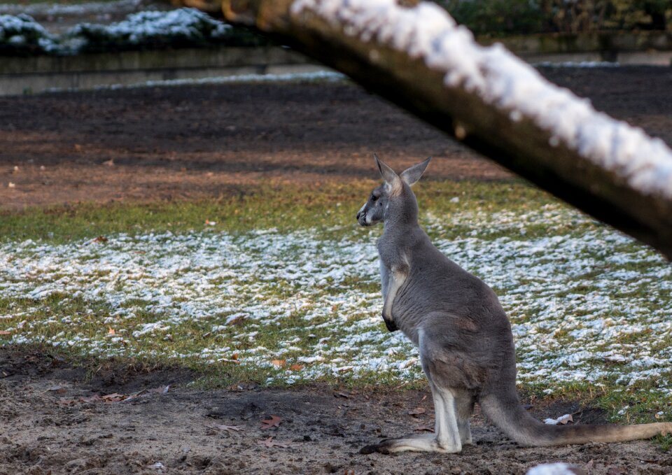 Australia marsupials nature