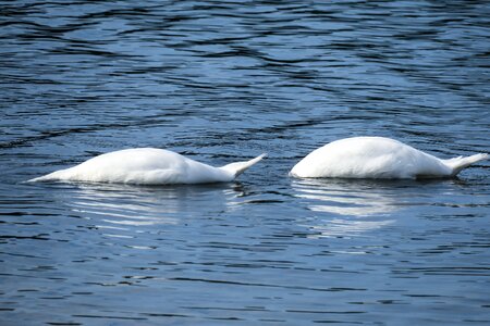 Synchronous at the same time lake photo