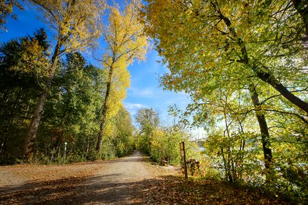 Trees trail landscape photo