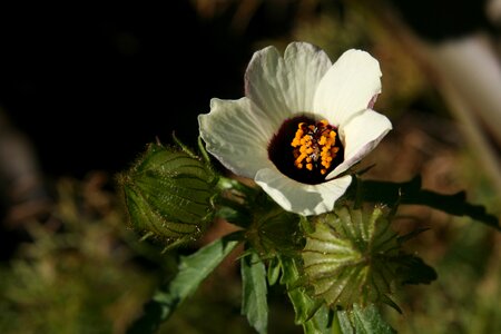 Anemone white bloom