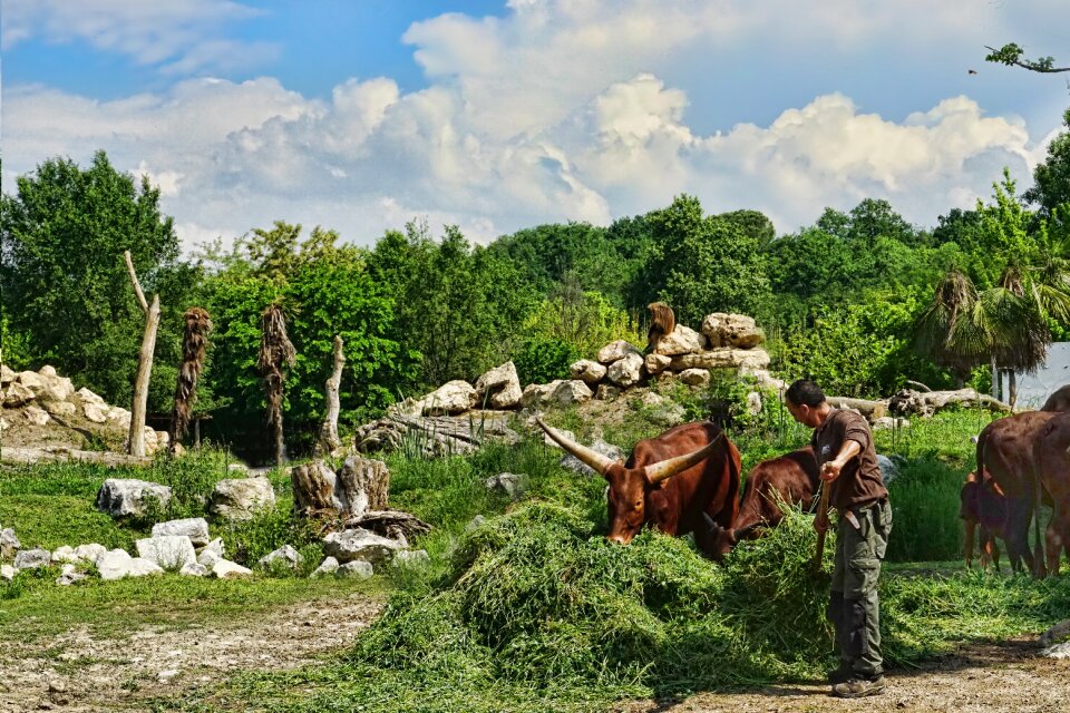 Nature agriculture livestock