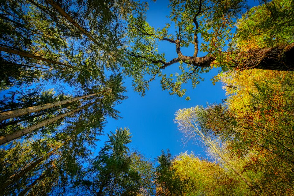Landscape mood leaves