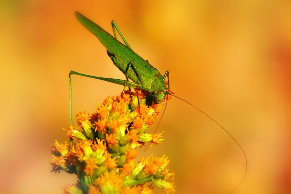 Antennae animals nature