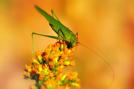 Antennae animals nature
