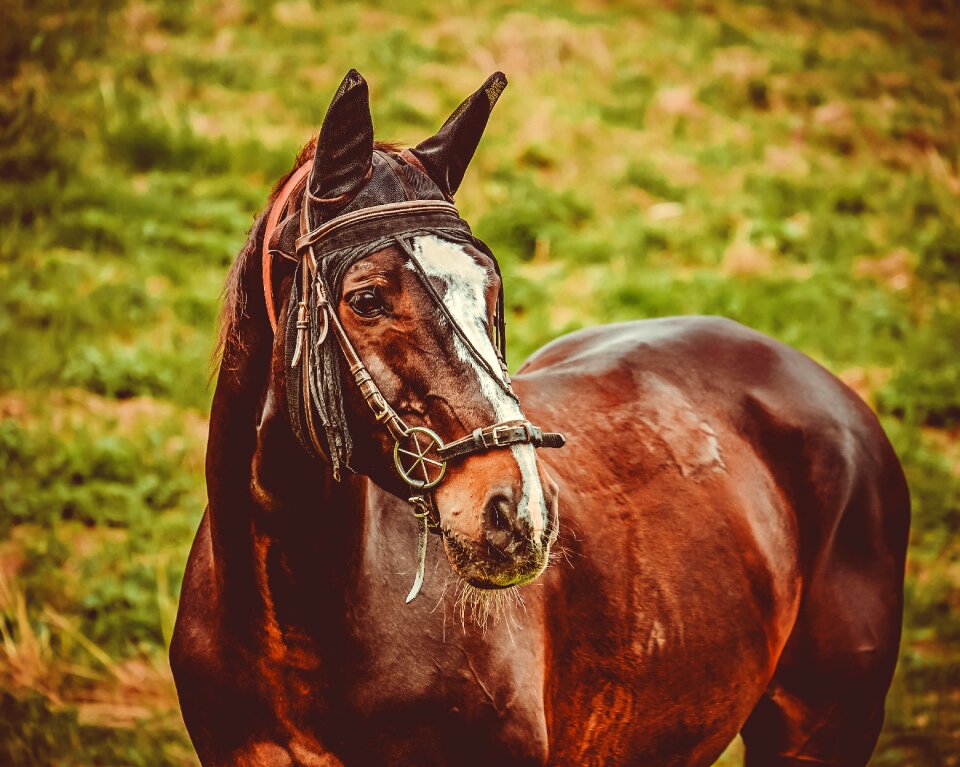 Coupling animal portrait stallion