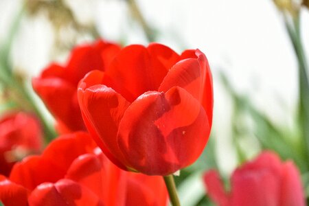 Tulip red nature