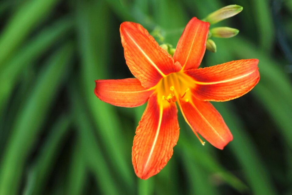 Flowers lily orange