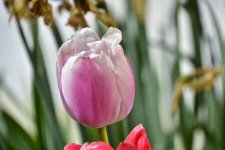 Flower garden plant photo