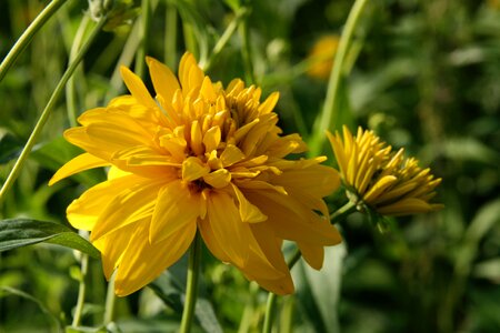 Pointed flower yellow petals