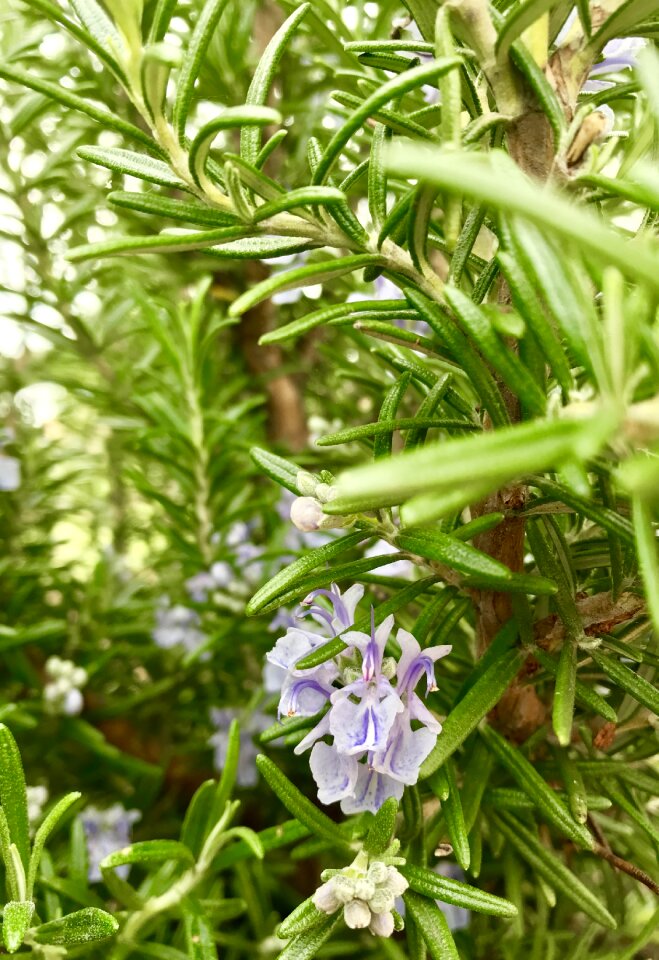 Garden flora nature