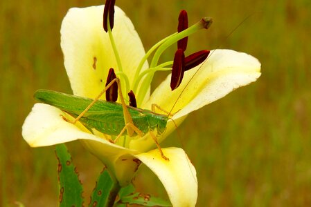 Flower lily plant