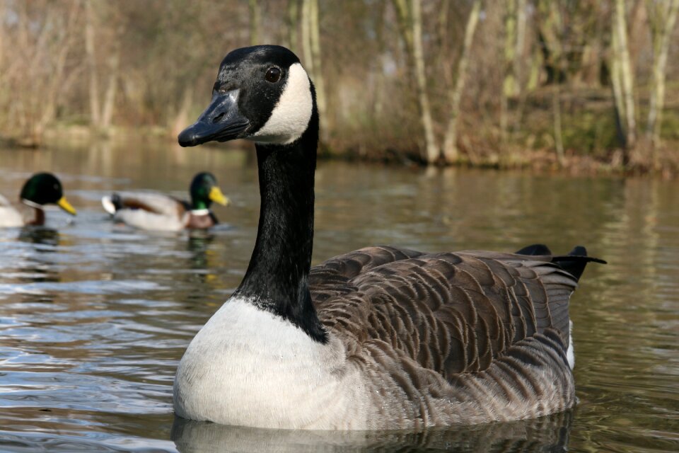 Poultry plumage water