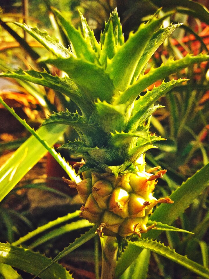 Plants tropical nature