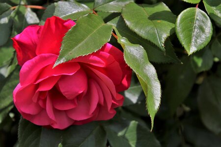Petal of a rose rose blooms rosebush