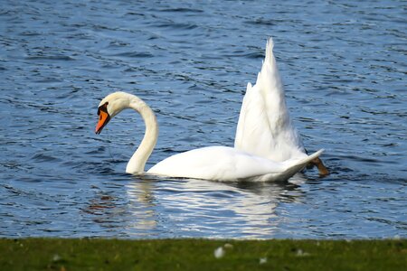 Lake butt water bird