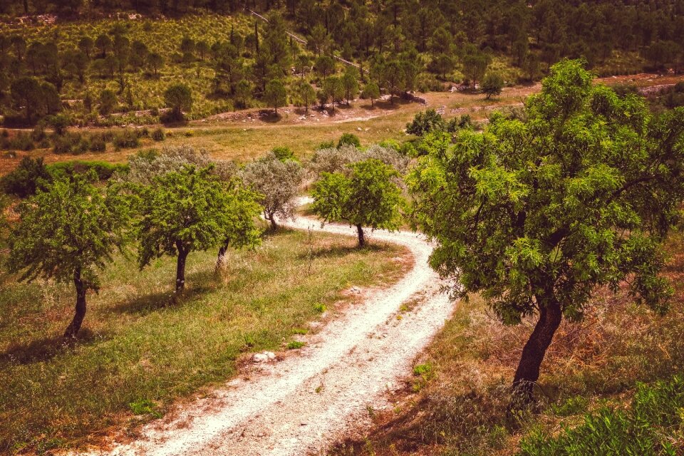 Path lane summer