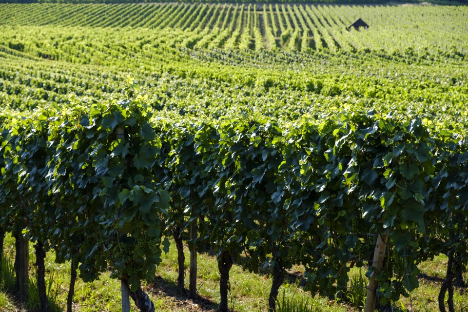 Vines stock wine vineyard