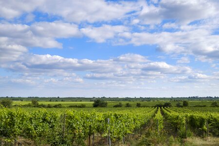 Vines stock wine vineyard photo