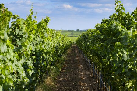 Vines stock wine vineyard photo