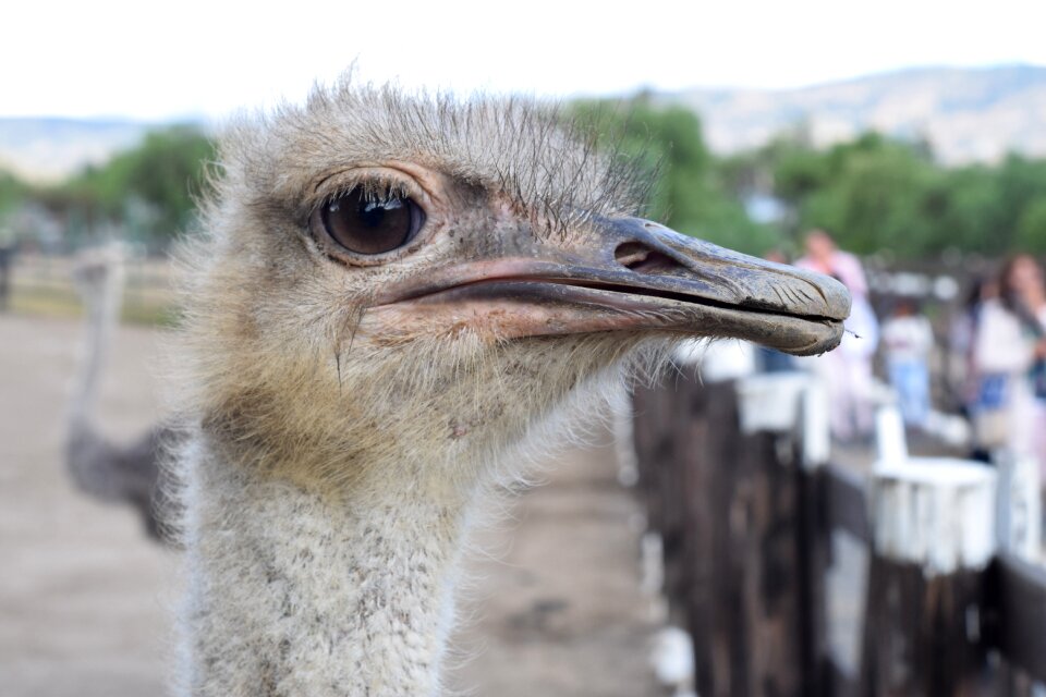 Portrait peak ostrich