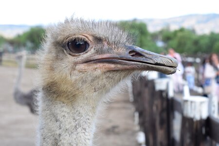 Portrait peak ostrich