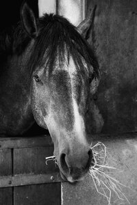 Black and white photography horse head mahne photo