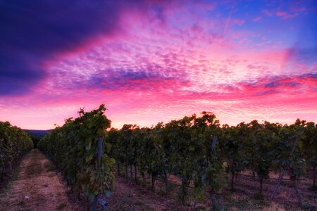 Clouds mood grapes