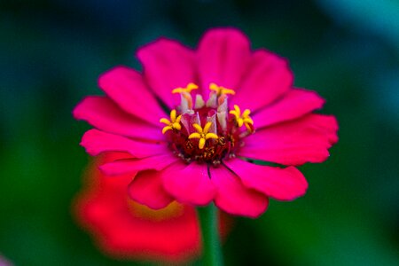 Bright pink noble