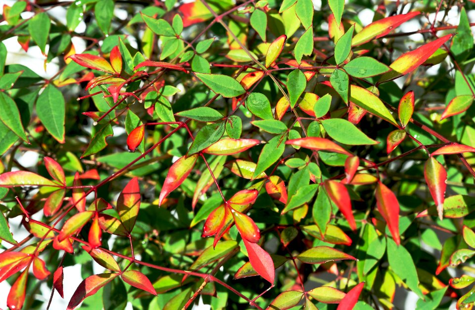 Variegated sacred bamboo colourful