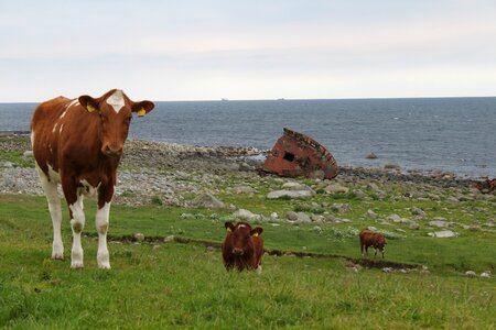 Jæren norfrost loss photo