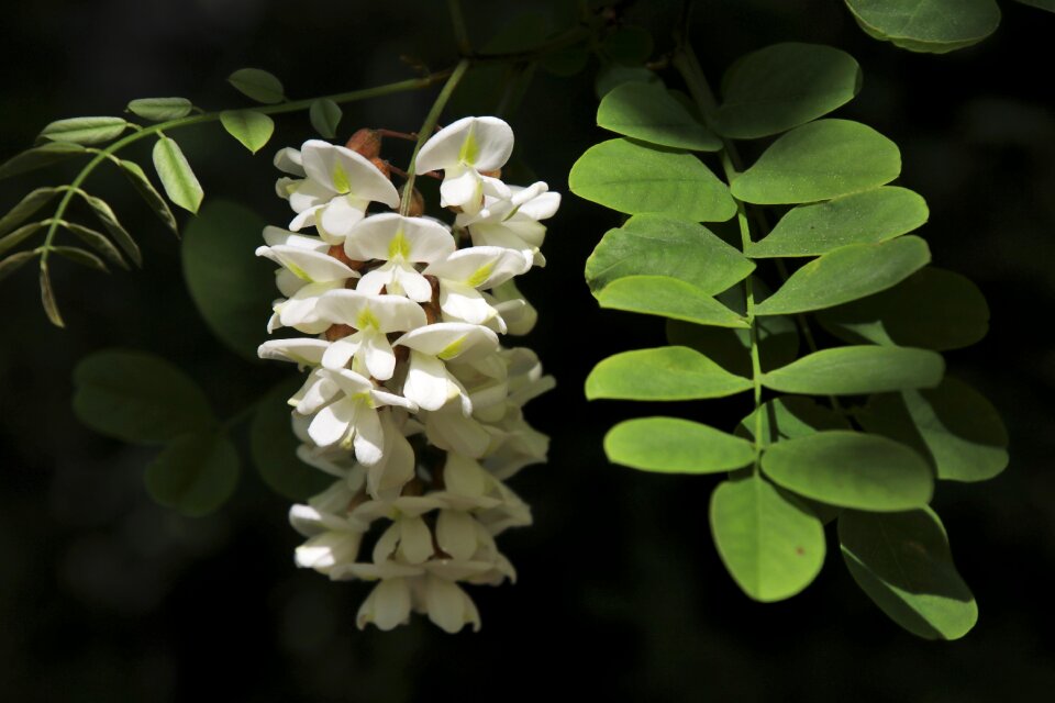 Plant white flowers nature