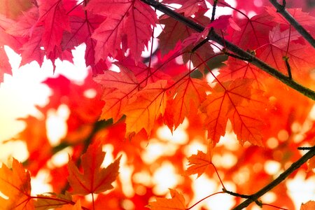 Fall color mood maple leaves photo