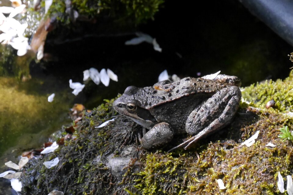 Frog reptile amphibian