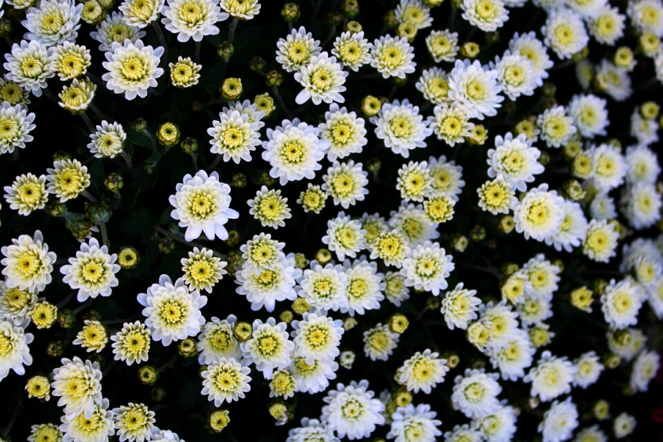 Flower blossom white yellow