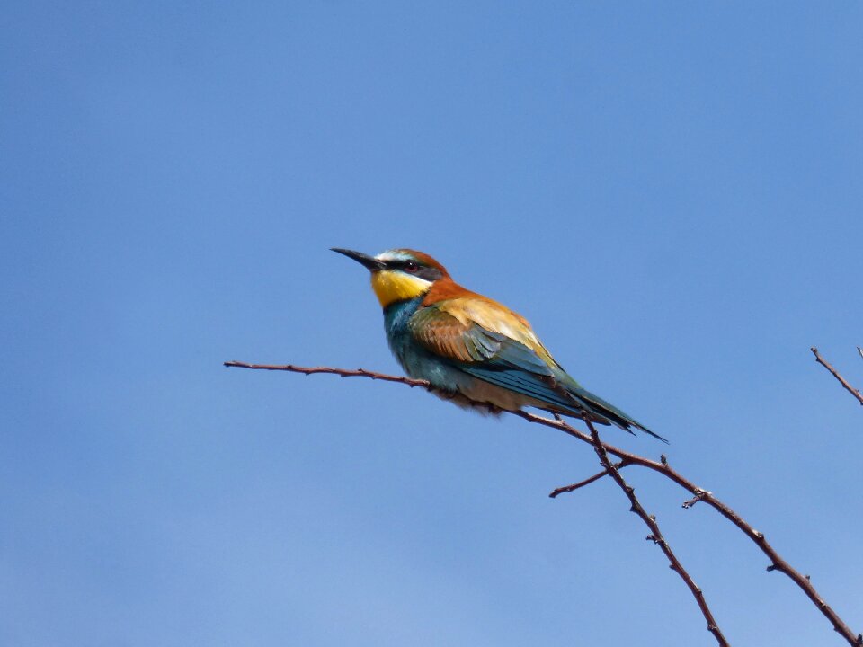 Merops apiaster branch colorful