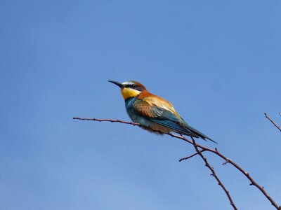 Merops apiaster branch colorful photo