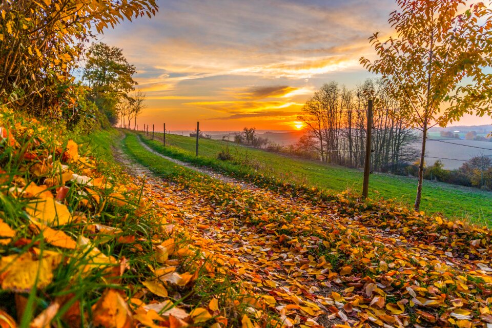 Leaves trees nature