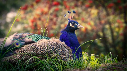 Pride animal world bird