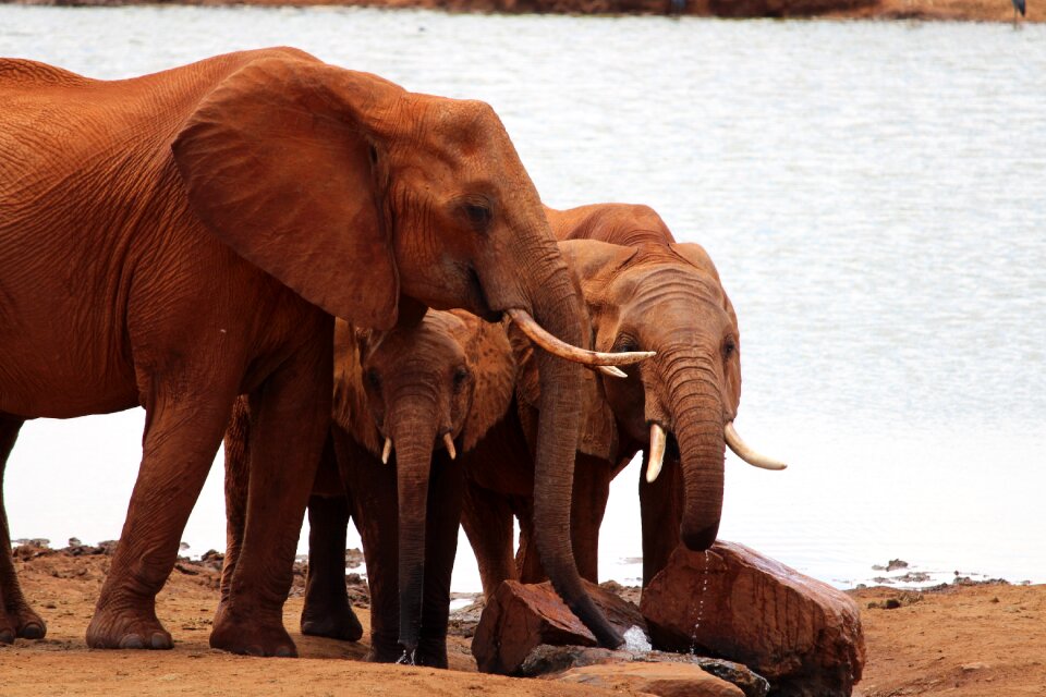Elephant africa elephant family