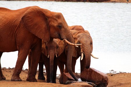 Elephant africa elephant family photo