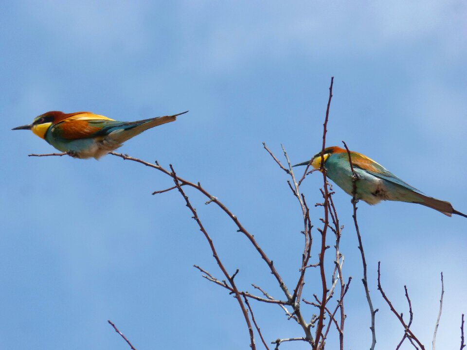 Merops apiaster branch colorful