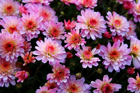 Flower blossom flora
